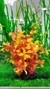 Planta Artificial Aquário Higrofilia Laranja 20 cm