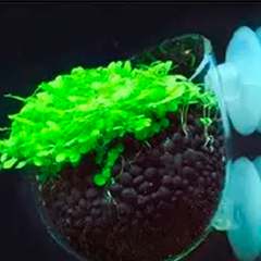 Vaso De Vidro Para Plantas Aquáticas Com Ventosa - Bixo D'Agua
