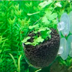 Vaso De Vidro Para Plantas Aquáticas Com Ventosa na internet