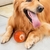 Pelota con movimiento para mascotas - tienda online