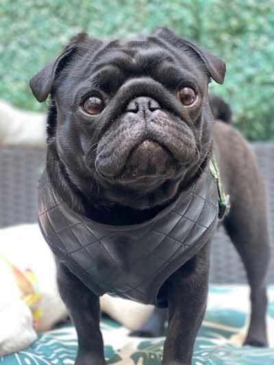 ARNÉS ECOCUERO MATELASÉ NEGRO (TALLE 1)