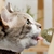 JUGUETE CATNIP BALL PARED