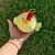 PELOTA ANIMALITO FORRADA DE PELUCHE - comprar online