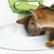 LABERINTO DE PREMIOS Y COMIDA PARA GATOS en internet