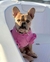 SWEATER FUCSIA CORDEROY (VARIOS TALLES) en internet