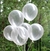 Globo R12 (28 cms) Cristal Transparente. 6 Unidades. en internet
