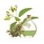 Aceite Natural Esencial De Eucalipto