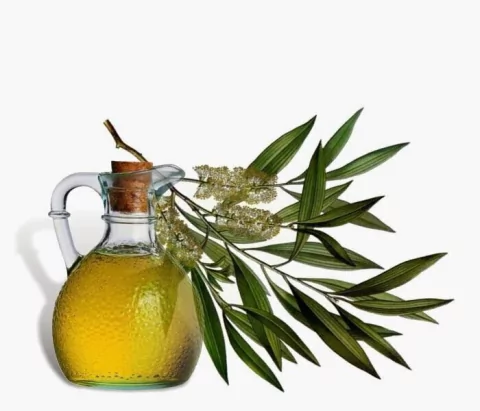 Aceite Esencial Natural de Tea Tree