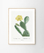 Cuadro Cactus #002