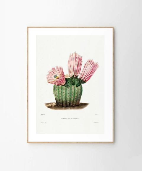 Cuadro Cactus #003