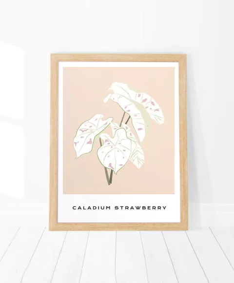 Cuadro Caladium Strawberry