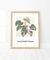 Cuadro Philodendron