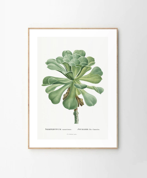 Cuadro Sempervivum Canariense