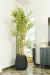 Bambu - comprar online