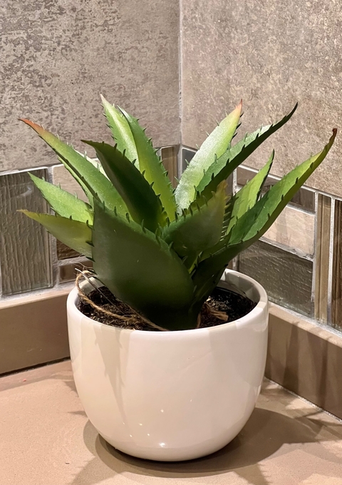 Maceta blanca con Suculenta