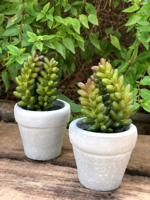 Macetita Suculenta Espiga