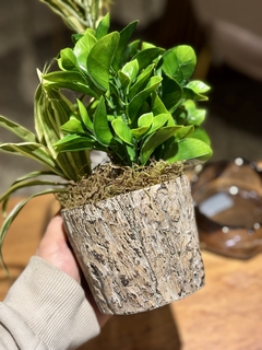Dracena Mix simil tronco - Cielo y Tierra
