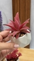 Planta Suculenta con maceta en internet