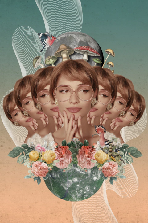 Sophia Loren rose (USA)