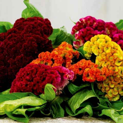 Comprar semillas CELOSIA CRESTA DE GALLO MIX (20 - 40CM) | Huerta de cero