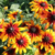Semillas de Rudbeckia Marmalade Mix – Flor rústica de verano, alta y colorida
