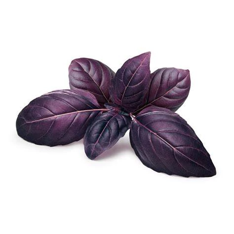 Semillas de Albahaca Morada – Planta aromática y ornamental de sabor intenso
