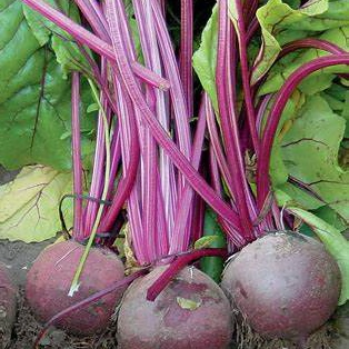 Semillas de Remolacha Green Top Bunching – Raíces dulces y hojas tiernas, cultivo rápido y fácil.