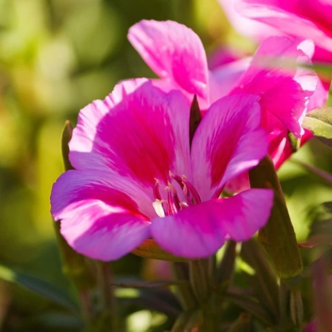 Semillas de Godetia Flor de Azalea Mix – Flores dobles coloridas y resistentes