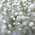 SEMILLAS DE FLORES PARA TU HUERTA O JARDÍN
