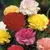 Semillas de Clavel Chabaud Mix – Flores dobles y perfumadas en colores variados