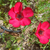 Semillas de Lino Anual Rojo – Flor roja intensa para bordes y jardines silvestres