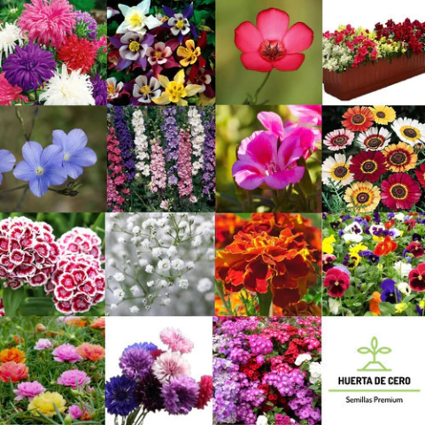 SEMILLAS DE FLORES PARA TU HUERTA O JARDÍN
