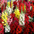 Semillas de Conejito Gigante Maximum – Flores altas y coloridas para jardín o corte floral