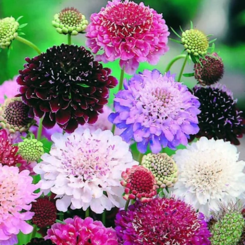 Semillas de Scabiosa Imperial Gigante Mix – Flores grandes y coloridas, ideales para jardines y arreglos florales.