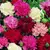 Semillas de Clavel Chabaud Mix – Flores dobles y perfumadas en colores variados