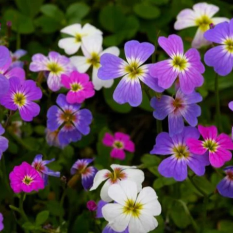 Semillas de Alelí de Mahón Mix – Flores perfumadas y coloridas, ideales para jardines y macetas