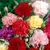 Semillas de Clavel Chabaud Mix – Flores dobles y perfumadas en colores variados