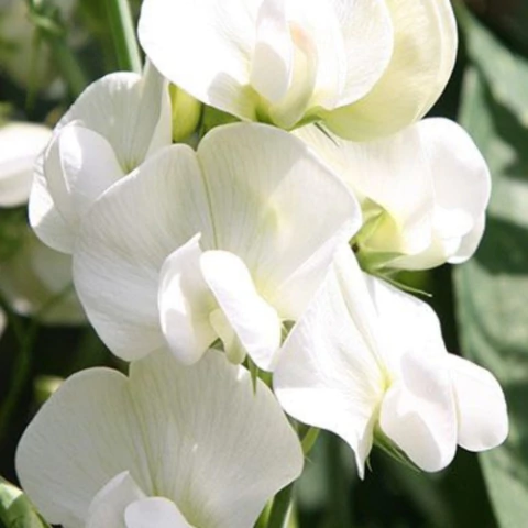Comprar Semillas de Arvejilla de Olor Blanco Trepadora – Flor perfumada y colorida para pérgolas y cercos