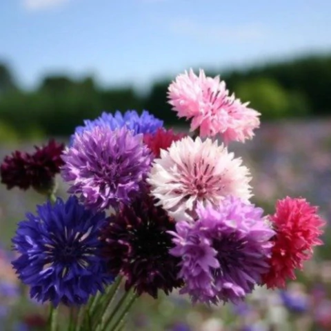 Semillas de Centaurea Doble Mix – Flores resistentes y coloridas para jardín de sol