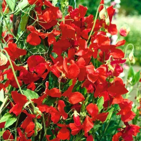 Semillas de Arvejilla de Olor Trepadora – Flor perfumada y colorida para pérgolas y cercos