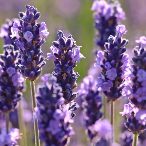 Compra semillas de Lavanda Officinalis (2gr) | Huerta de Cero