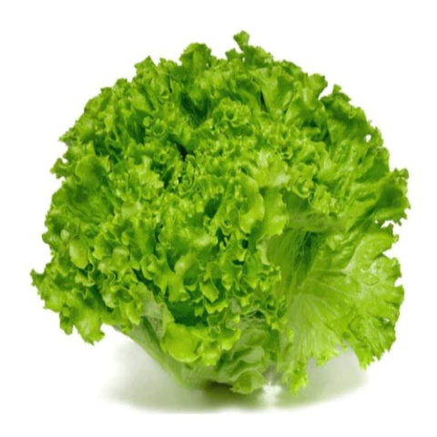 Semillas de Lechuga TBR – Hojas crujientes y resistentes, ideales para ensaladas y huertos