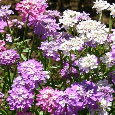 Semillas de Iberis Umbellata Mix – Flores en tonos blancos, rosados y lilas, ideales para jardines