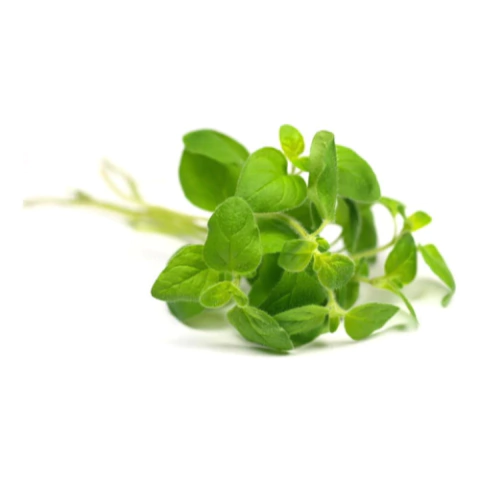 Semillas de Orégano Vulgare – Planta aromática de intenso aroma y sabor, ideal para cocina.