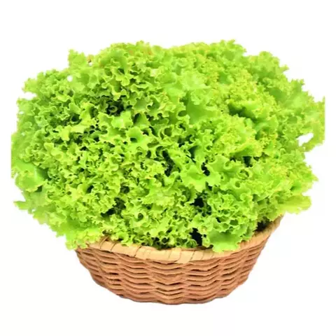 Semillas de Lechuga Crespa – Hojas rizadas y crujientes, de rápido crecimiento, ideal para huertos