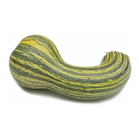 Semillas de Calabaza Rayada – Frutos grandes y dulces con cáscara verde y rayas crema