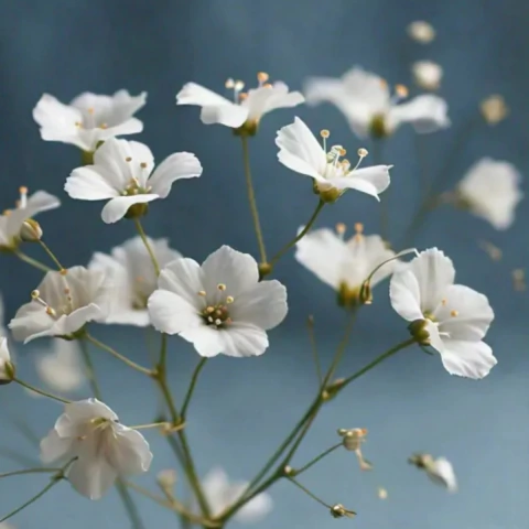 Gypsophila Blanca (60 semillas)