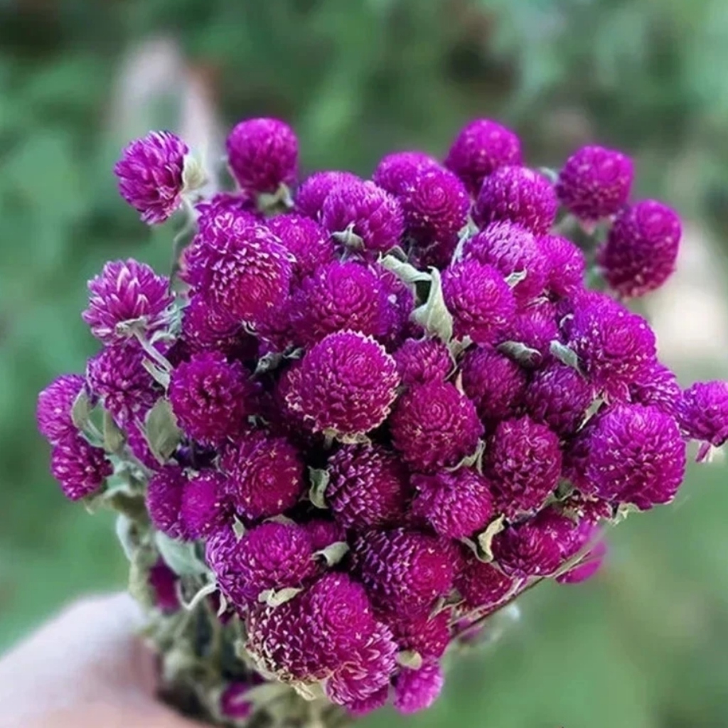 Gomphrena buddy purpura enana (20 semillas)