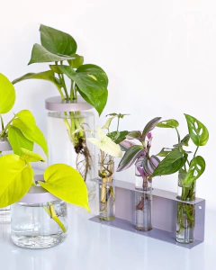 ESTACION DE PROPAGACION BOTANICA - tienda online