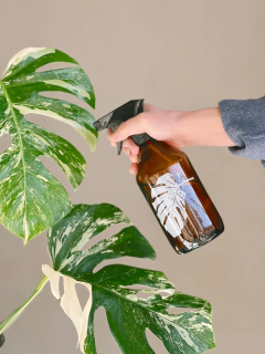 PULVERIZADOR MONSTERA